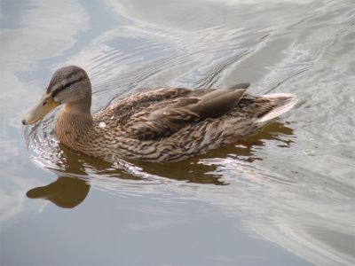 duck.jpg