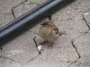 DSC03221.jpg