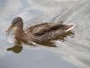 duck.jpg