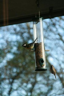 IMG_4325_(Medium).JPG