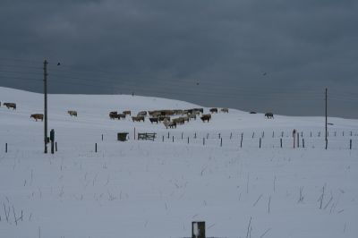 IMG_6421.jpg